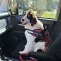 As The Tail Wags