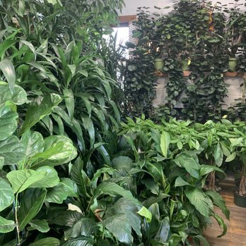 Plant Safari - Gorgeous houseplants - Nurseries & Gardening Near Me - Upland, California Plant Safari - Gorgeous houseplants - Nurseries & Gardening Near Me - Upland, California