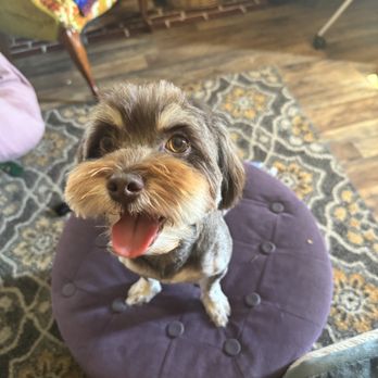 Just Grooming - Pet Groomers Near Me - Highwood, Illinois