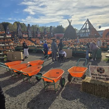 The Great Pumpkin Farm - wheelbarrows to haul your load of pumpkins - Pumpkin Patches Near Me - Clarence, New York
