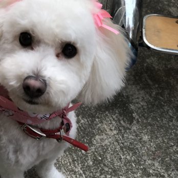 The Spaw - Pet Groomers Near Me - Tustin, California The Spaw - Pet Groomers Near Me - Tustin, California