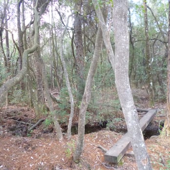 Blackwater River State Park - On the Juniper Creek trail, in the soggy areas, there are timbers to walk on that keep your feet dry. - Parks Near Me - Holt, Florida
