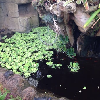 Rainforest Flora - Nurseries & Gardening Near Me - Torrance, California Rainforest Flora - Nurseries & Gardening Near Me - Torrance, California