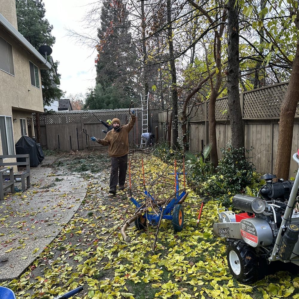 Care Tree Care - Tree Services Near Me Care Tree Care - Tree Services Near Me