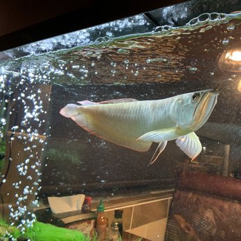 Tawan Asian Cafe - A South American Silver Arowana! - Pan Asian Near Me - Denver, Colorado Tawan Asian Cafe - A South American Silver Arowana! - Pan Asian Near Me - Denver, Colorado