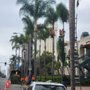 Photo of Master Tree Services