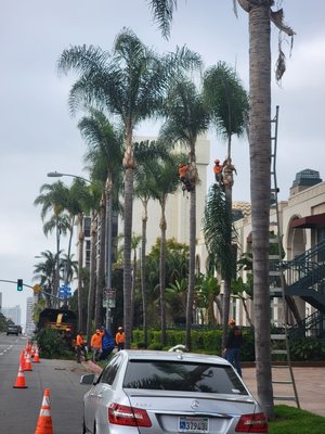 Master Tree Services on Yelp