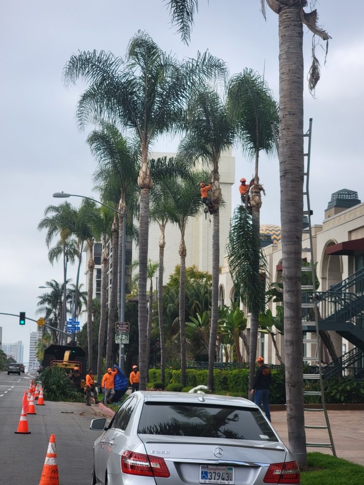 Master Tree Services - tree service in Escondido, CA