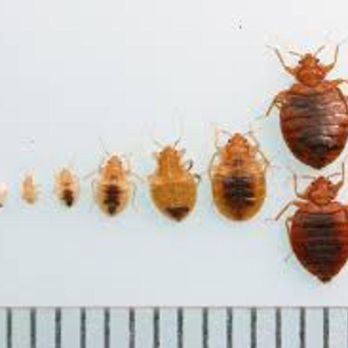 Bobbi Ray's Termite & Pest Control - Pest Control Near Me - Yukon, Oklahoma Bobbi Ray's Termite & Pest Control - Pest Control Near Me - Yukon, Oklahoma