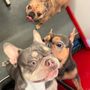 Photo of Breezy Tails Mobile Pet Grooming