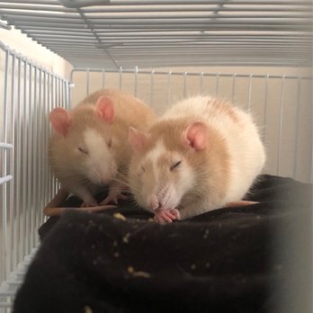 Cat and Exotic Care - Rats - Veterinarians Near Me - Pismo Beach, California