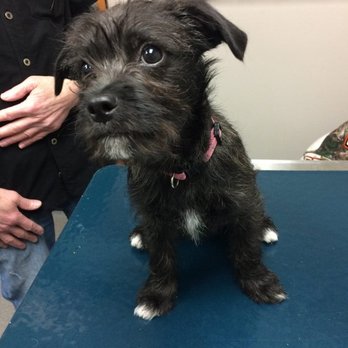 Corcoran Pet Care Center - Veterinarians Near Me - Corcoran, Minnesota Corcoran Pet Care Center - Veterinarians Near Me - Corcoran, Minnesota