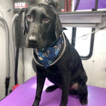 Vanity Fur Eastvale - Pet Groomers Near Me
