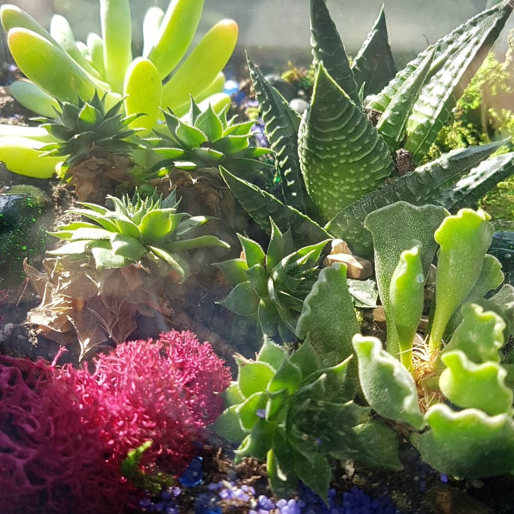 The Barn Nursery - My finished terraruim! - Nurseries & Gardening Near Me - Chattanooga, Tennessee