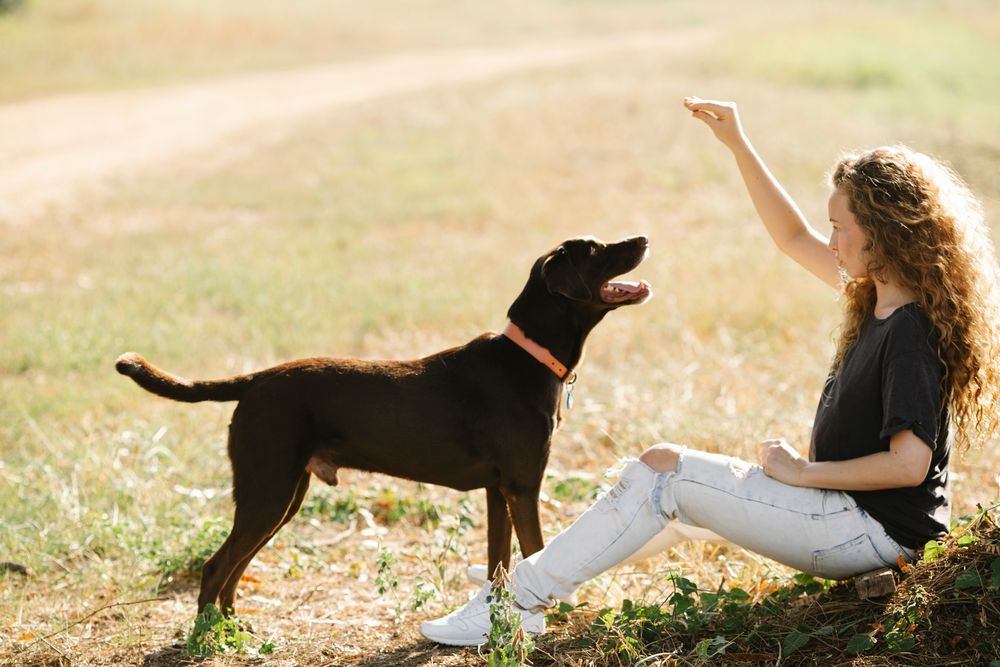 Northville Pet Sitting - pet boarding facility in Northville, MI