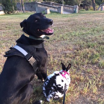 Hermon Dog Park - Licorice and thumps enjoying the over pass! - Dog Parks Near Me - Los Angeles, California