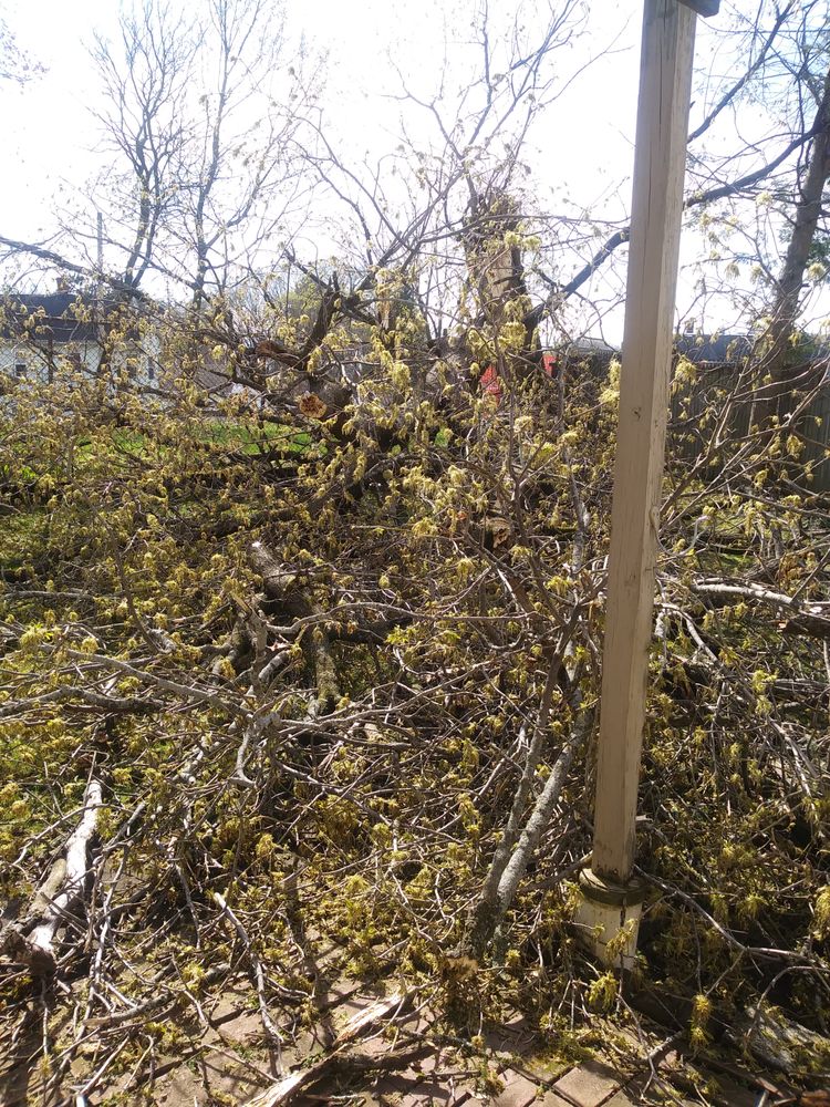 Slide of QUICK'S COMPLETE TREE SERVICE