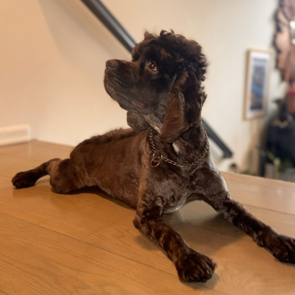 Love Ur K9 - Lucky - Pet Training Near Me - Redondo Beach, California Love Ur K9 - Lucky - Pet Training Near Me - Redondo Beach, California
