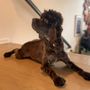 Photo of Love Ur K9