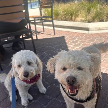 First Watch - Dog friendly patio - Breakfast & Brunch Near Me - Arvada, Colorado