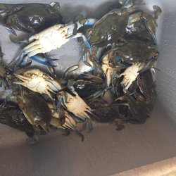 Bob's Bay Marina - Lots of blue claws Dated: June 2017