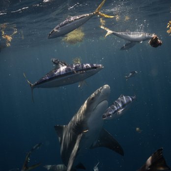 Florida Shark Diving - Diving Near Me - Jupiter, Florida