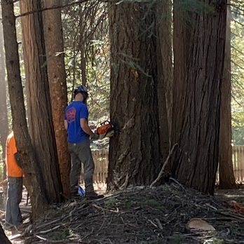 Arbor Pro Tree Service - Tree Services Near Me Arbor Pro Tree Service - Tree Services Near Me