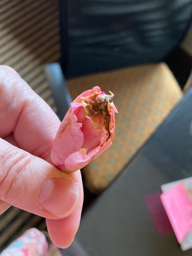 FLOWERS BY KRISTIL 18 Photos & 24 Reviews 6541 Sexton Dr NW