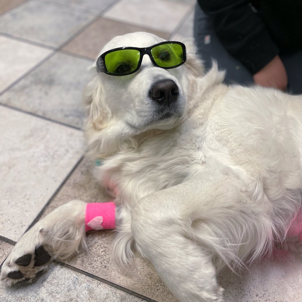 TOP 10 BEST Rat Vet in Irvine, CA - Updated 2026 - Yelp