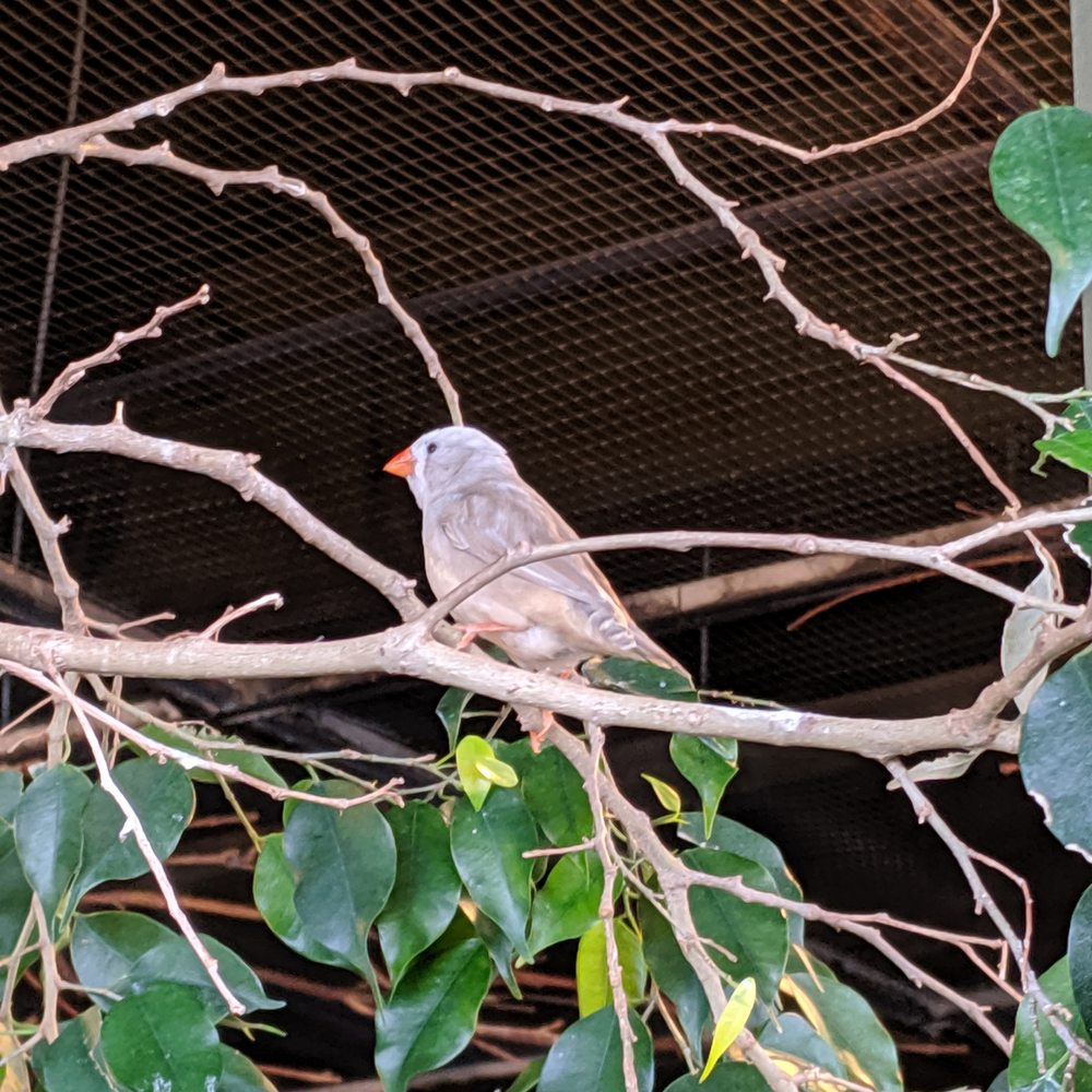 Bird Kingdom - a finch in the small bird aviary. - Zoos Near Me - Niagara Falls, Ontario Bird Kingdom - a finch in the small bird aviary. - Zoos Near Me - Niagara Falls, Ontario