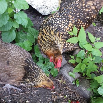 Belmont Feed & Seed - All grown up! Easter Egger (left), Golden Laced Wyandotte. - Pet Stores Near Me - Chicago, Illinois