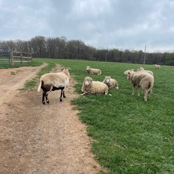 Poplar Spring Animal Sanctuary