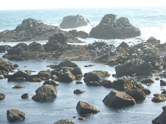 Salt Point State Park by null