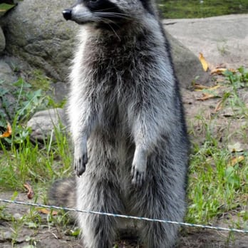 Tierpark Wismar - Tierpark Wismar - Zoos Near Me - Wismar, MV Tierpark Wismar - Tierpark Wismar - Zoos Near Me - Wismar, MV