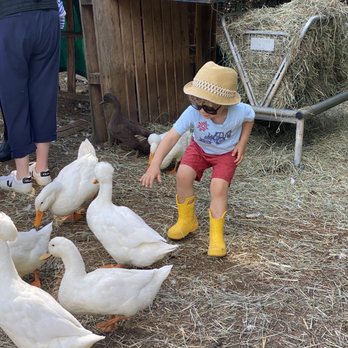 Enchanted Farms - Quack - Attraction Farms Near Me - Duvall, Washington