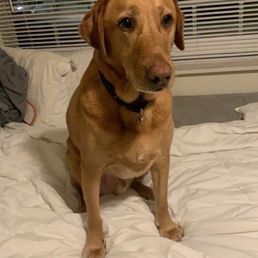 Dog Dog