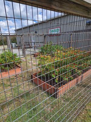 TABASCO Factory Tours by null