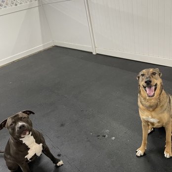 Simi Valley Pet Resort - Pet Boarding Near Me - Simi Valley, California