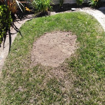 Rolas Tree Service - After: 3 man crew & one hour later. - Tree Services Near Me Rolas Tree Service - After: 3 man crew & one hour later. - Tree Services Near Me