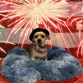 Precious Pets Grooming By Aubrey - Pet Groomers Near Me - Fort Mohave, Arizona Precious Pets Grooming By Aubrey - Pet Groomers Near Me - Fort Mohave, Arizona