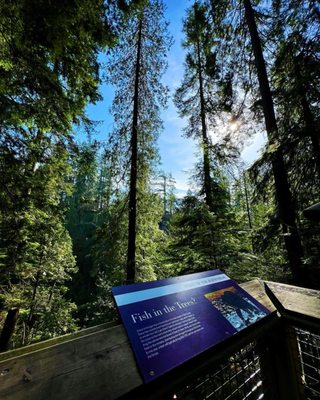 Capilano Suspension Bridge Park by null