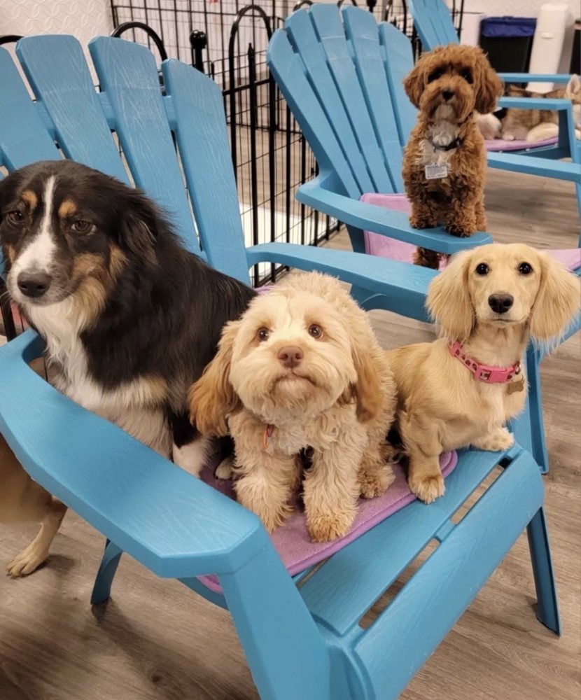 PICKLES PLAYLAND 2225 Carillon Point, Kirkland, Washington Pet