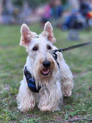 Guthrie Plumbing Services Logo