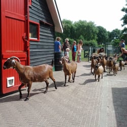 Kinderboerderij Westerpark - Geiten lopen van hun buitenverblijf naar hun stal