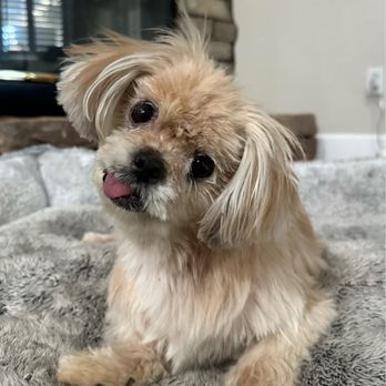 Pampered Pet Grooming & Spa - My 17 year old Pekingese mix - Pet Groomers Near Me - Tracy, California