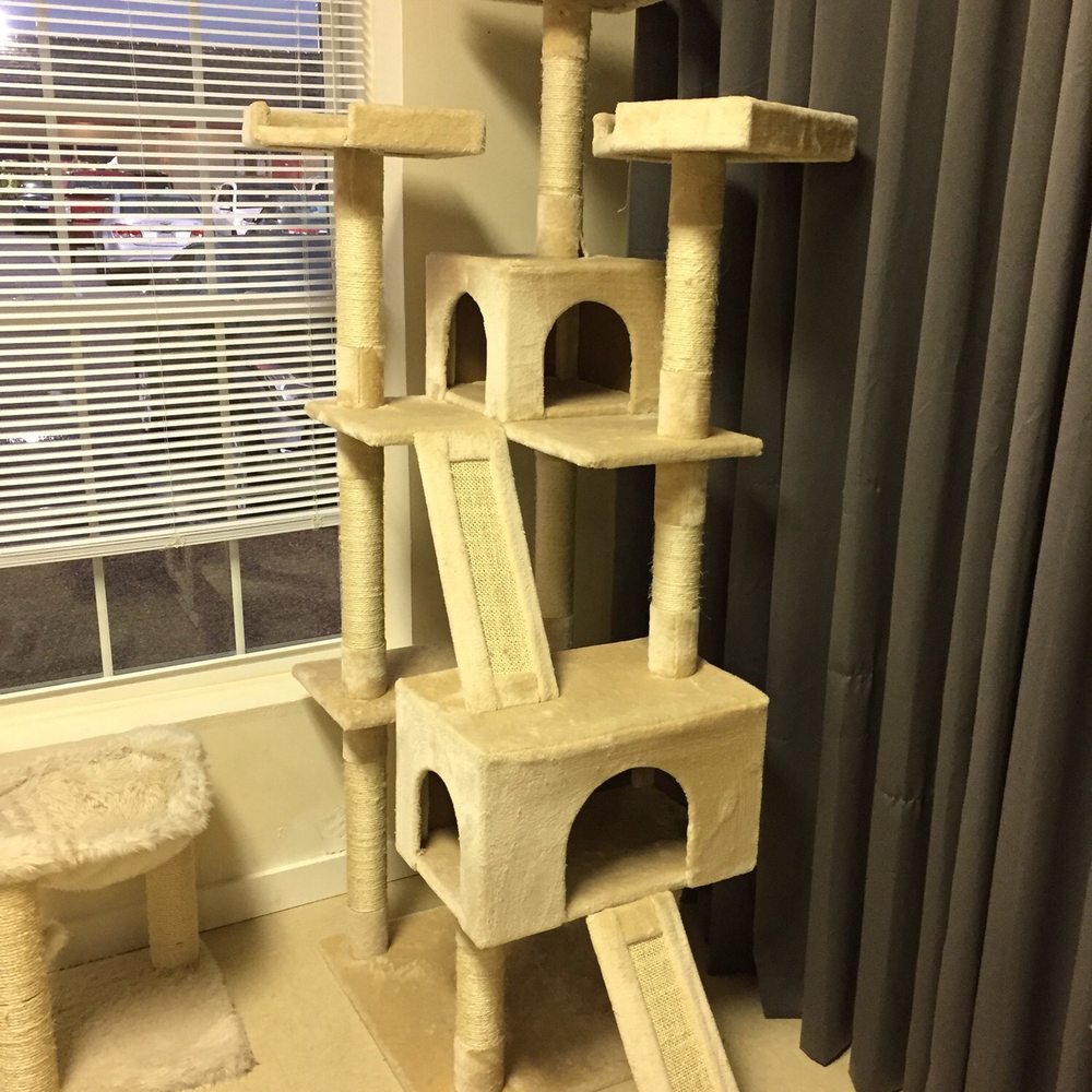 Catnip Cat Cafe - They have several kitty towers-this one was awesome! - Pet Adoption Near Me - Norfolk, Virginia Catnip Cat Cafe - They have several kitty towers-this one was awesome! - Pet Adoption Near Me - Norfolk, Virginia