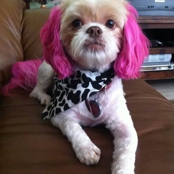 Wrigley's Pet Spaw - Roxy rocks pink like nobody's business! - Pet Groomers Near Me - Long Beach, California Wrigley's Pet Spaw - Roxy rocks pink like nobody's business! - Pet Groomers Near Me - Long Beach, California