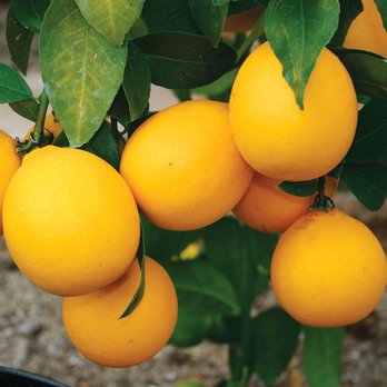 Restoring Eden - Meyer Lemon Tree at Seattle's Top Rated Fruit Tree Nursery! - Nurseries & Gardening Near Me - Seattle, Washington Restoring Eden - Meyer Lemon Tree at Seattle's Top Rated Fruit Tree Nursery! - Nurseries & Gardening Near Me - Seattle, Washington