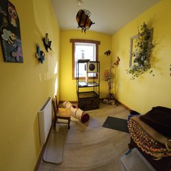 Dogz & Katz Luxury Pet Boarding - Birds Bees and Butterflies cat room