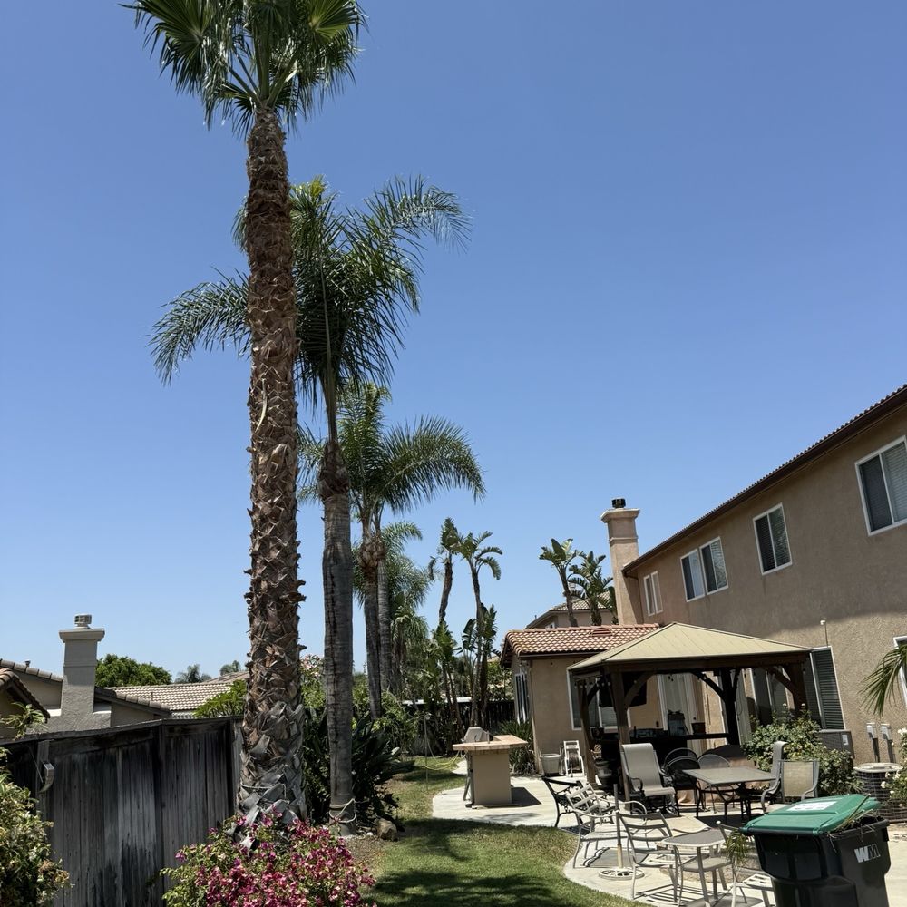 Ray Tree Services - Landscaping Near Me